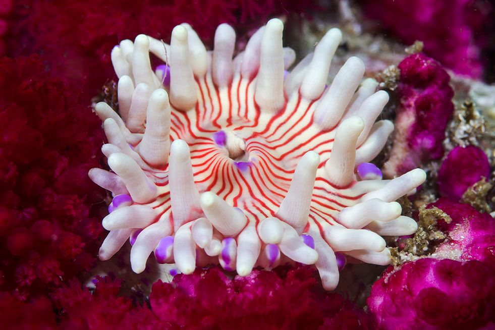 spotted anemone underwater